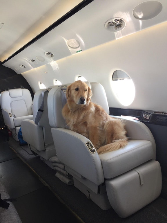 Private Charter Flights for Animals & Pets | CoastPrivate Charter Services