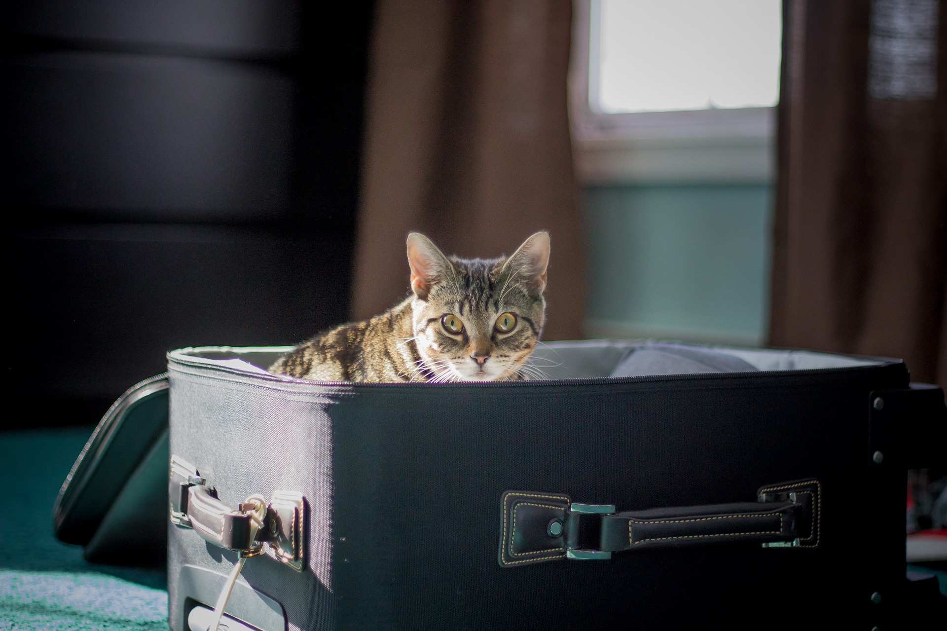 international-travel:-taking-pets-on-a-plane